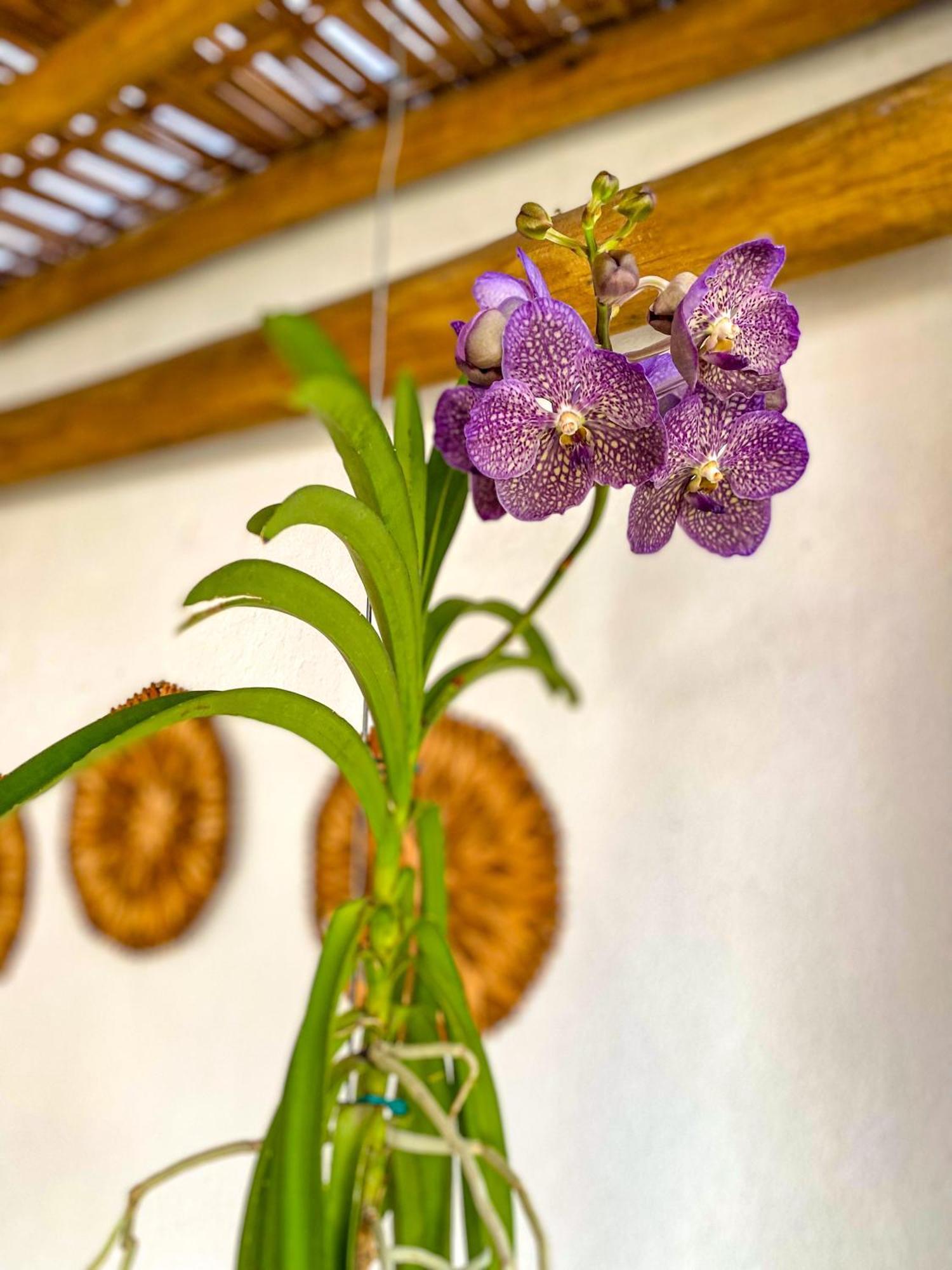 Aldeia โกรุมเบา ภายนอก รูปภาพ